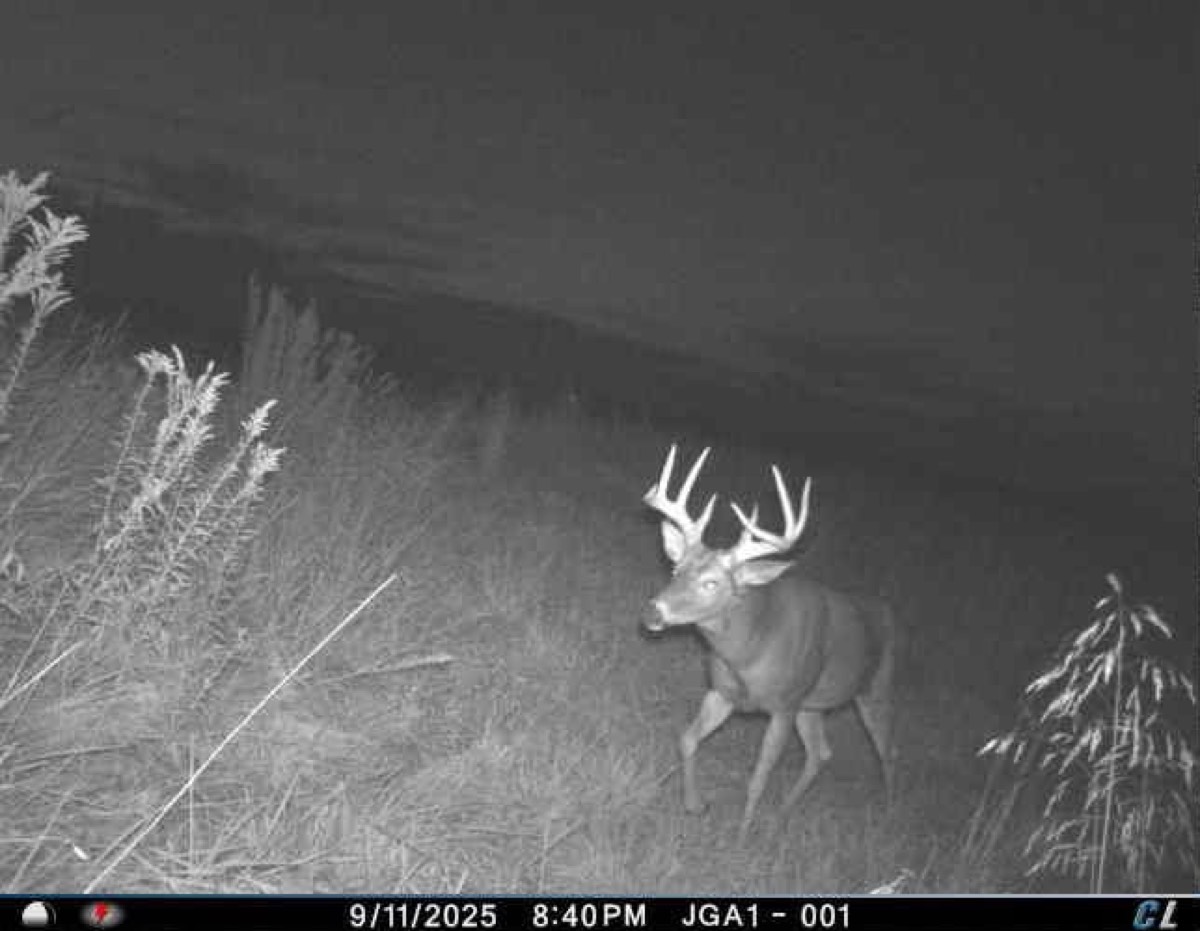 Mature whitetail buck captured at night on a Hidden Creek trail camera