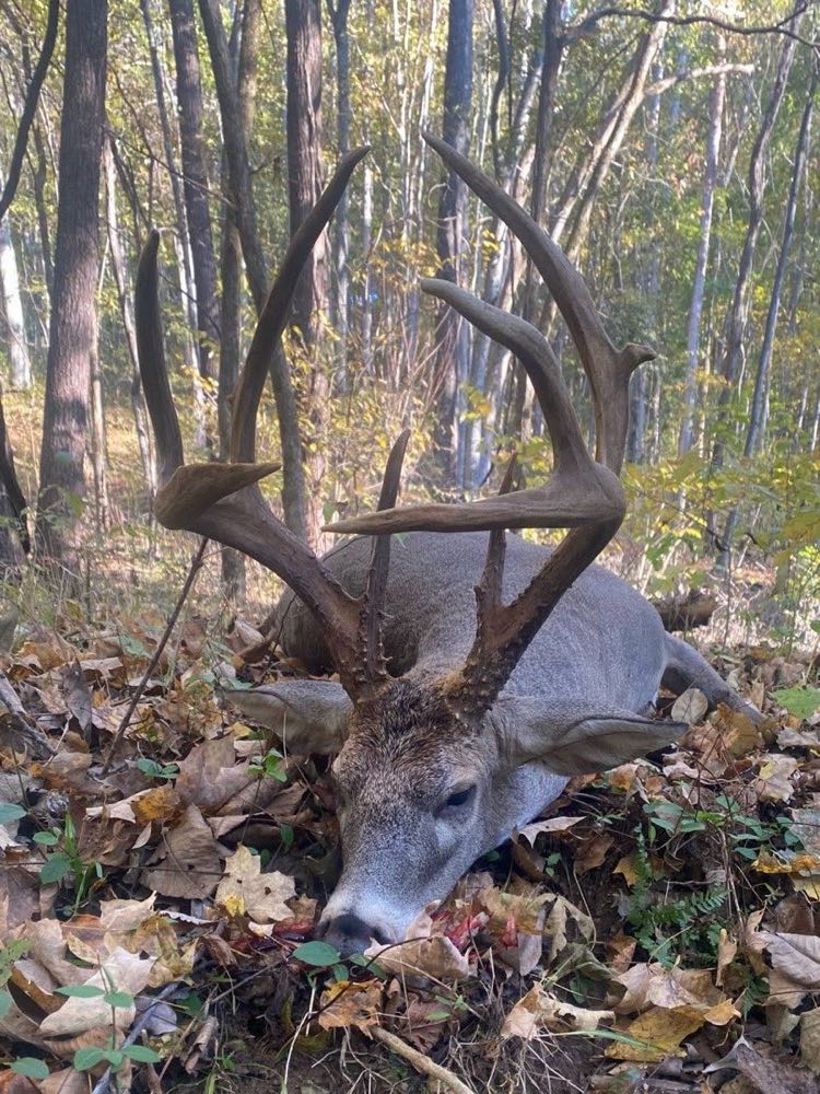 Heavy mainframe whitetail buck on the ground in the timber