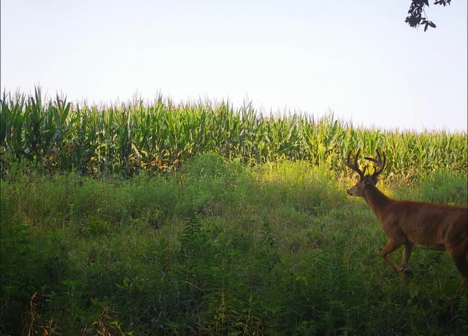 Whitetail buck along a food plot edge next to a cornfield