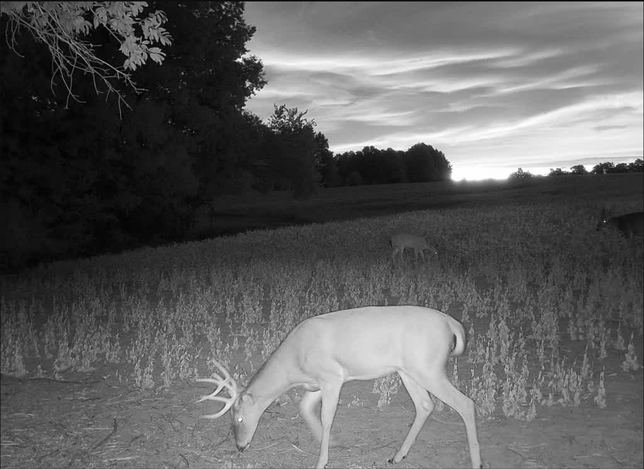 Whitetail buck feeding in a soybean field at dusk with a second deer in the background