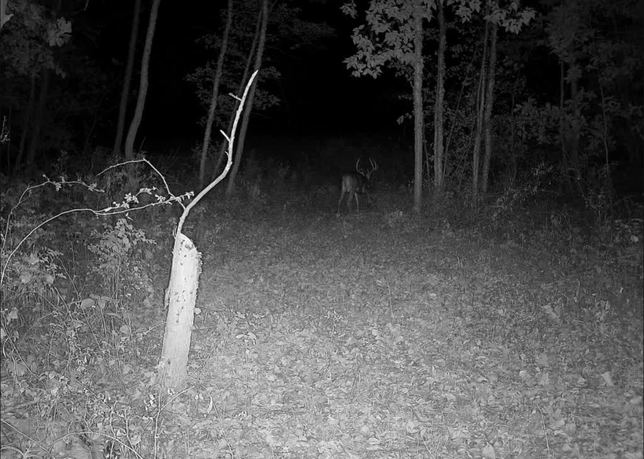 Whitetail buck visible in the distance in dark timber at night