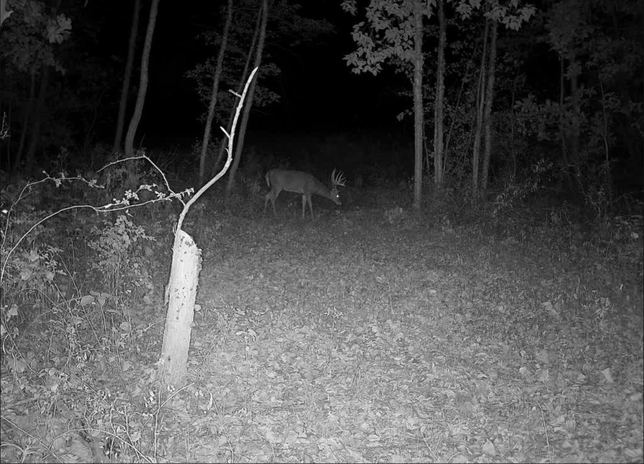 Whitetail buck approaching through dark timber at night