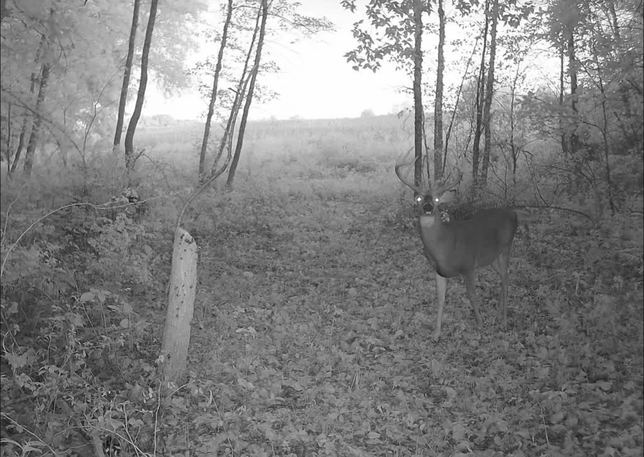 Whitetail buck facing the camera in the timber at dusk