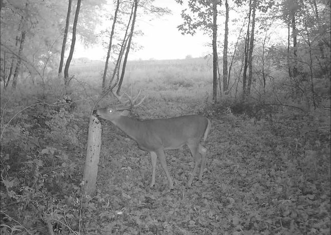 Whitetail buck rubbing its antlers on a fence post at dusk