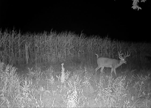 Whitetail buck walking through a corn field edge at night