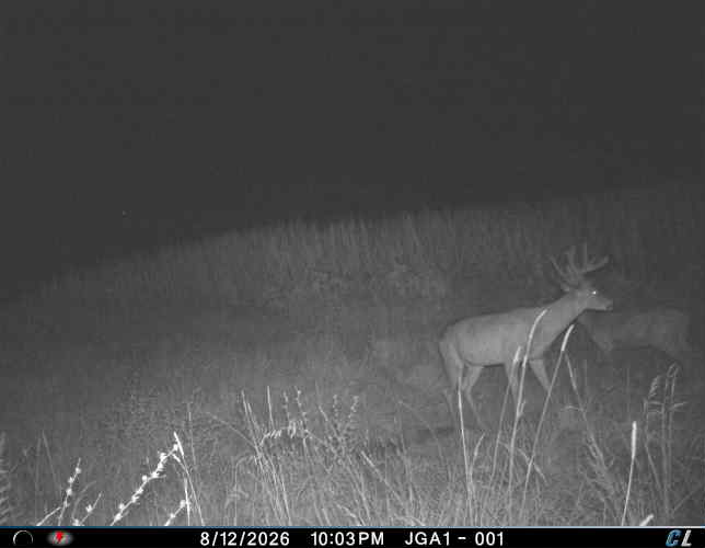 Two whitetail bucks on a grassy hillside, caught at night on a Hidden Creek trail camera