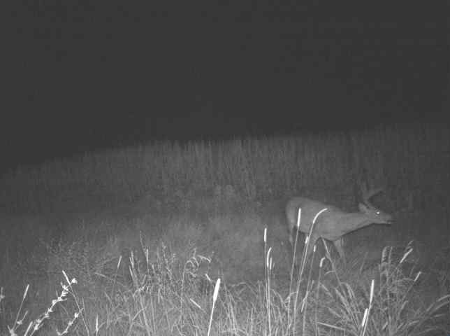 Whitetail buck walking the tall grass along a field edge at night