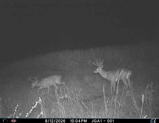 Two bucks facing each other on a grassy hillside at night