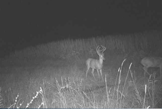 Whitetail buck standing in tall grass at night with a second deer at the edge of the frame