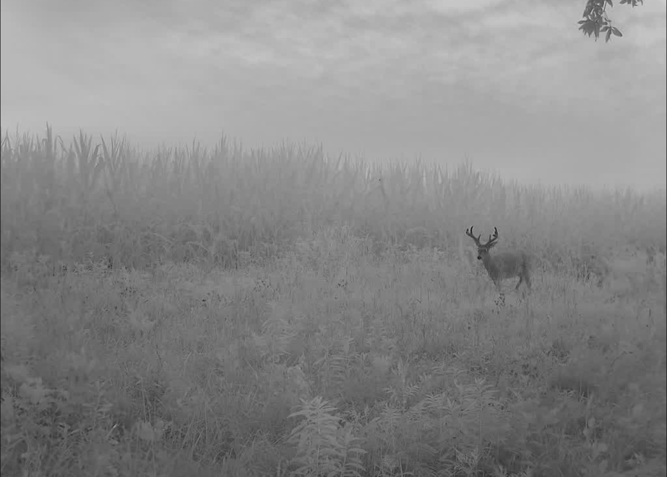Whitetail buck in a weedy field on a foggy morning with standing corn behind him