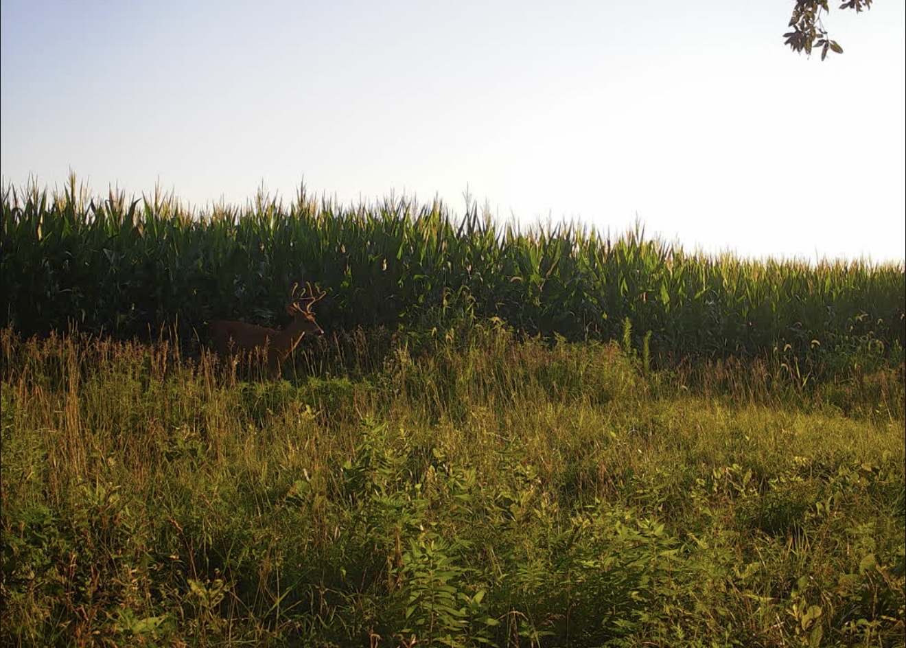 Whitetail buck slipping out of standing corn into the grass in early morning light
