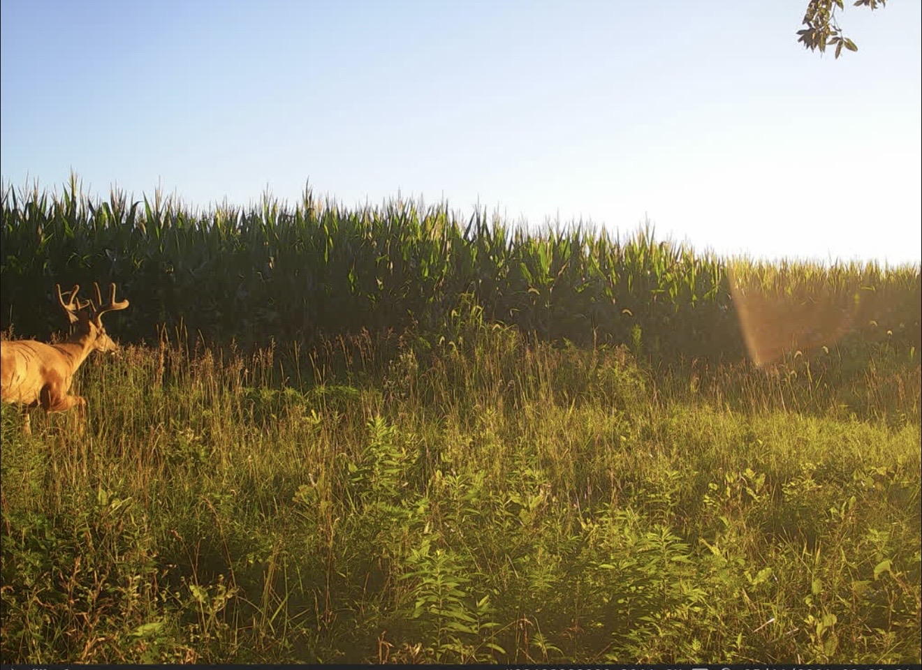 Whitetail buck feeding along the edge of a cornfield in warm morning light