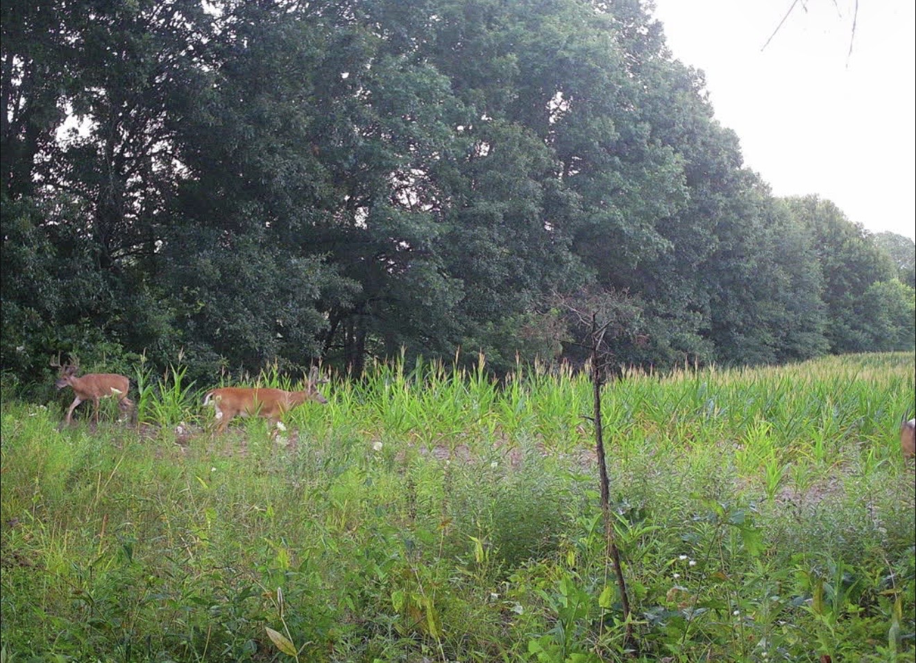 Two does feeding in a green food plot along the timber edge