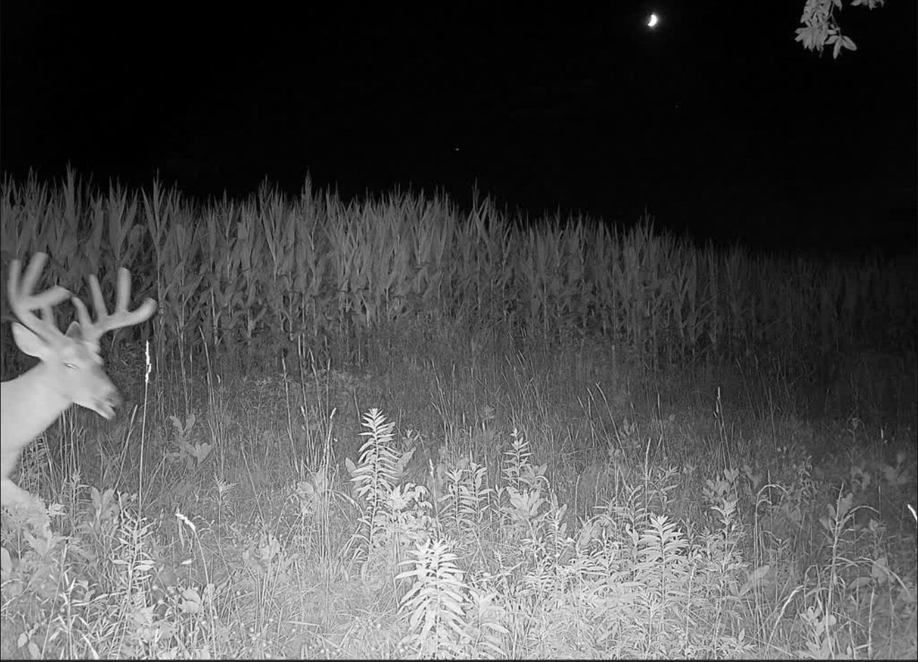 Velvet buck passing close to the camera at night along the edge of standing corn