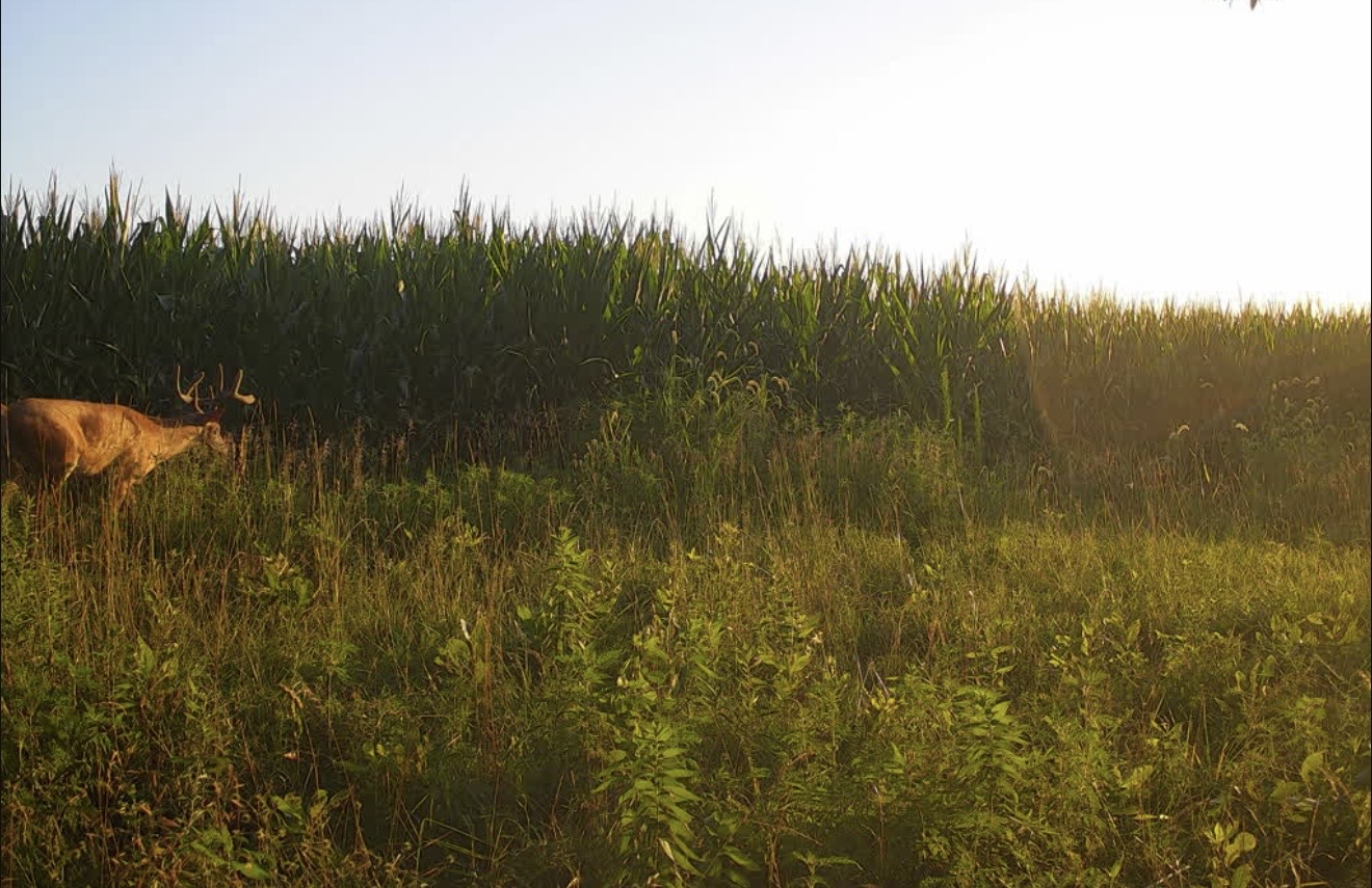 Whitetail buck stepping out of a cornfield into the grassy edge at sunrise