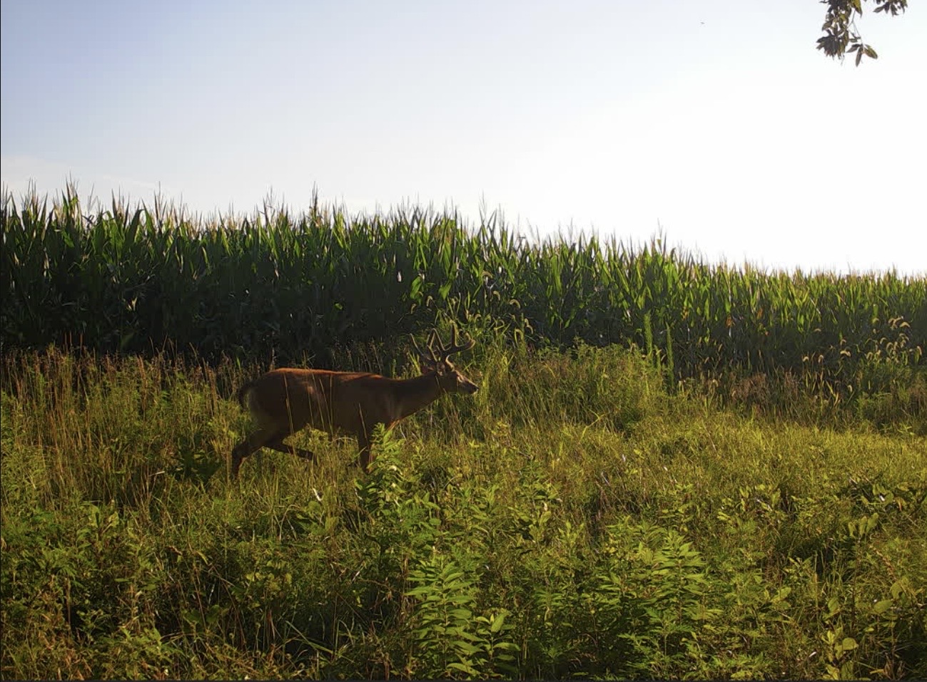 Whitetail buck walking the grass strip beside a cornfield in morning light