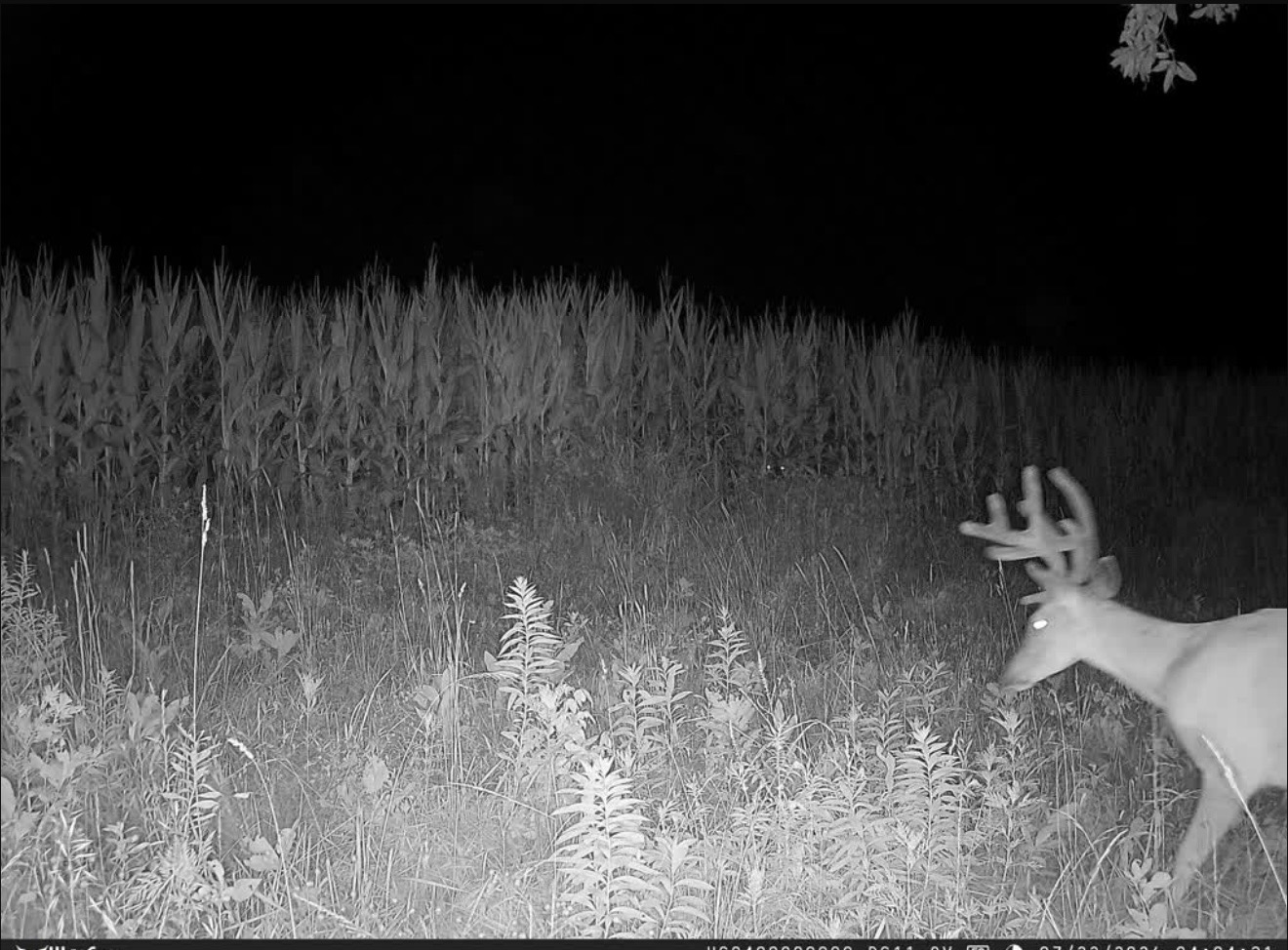 Velvet buck at night along the edge of standing corn