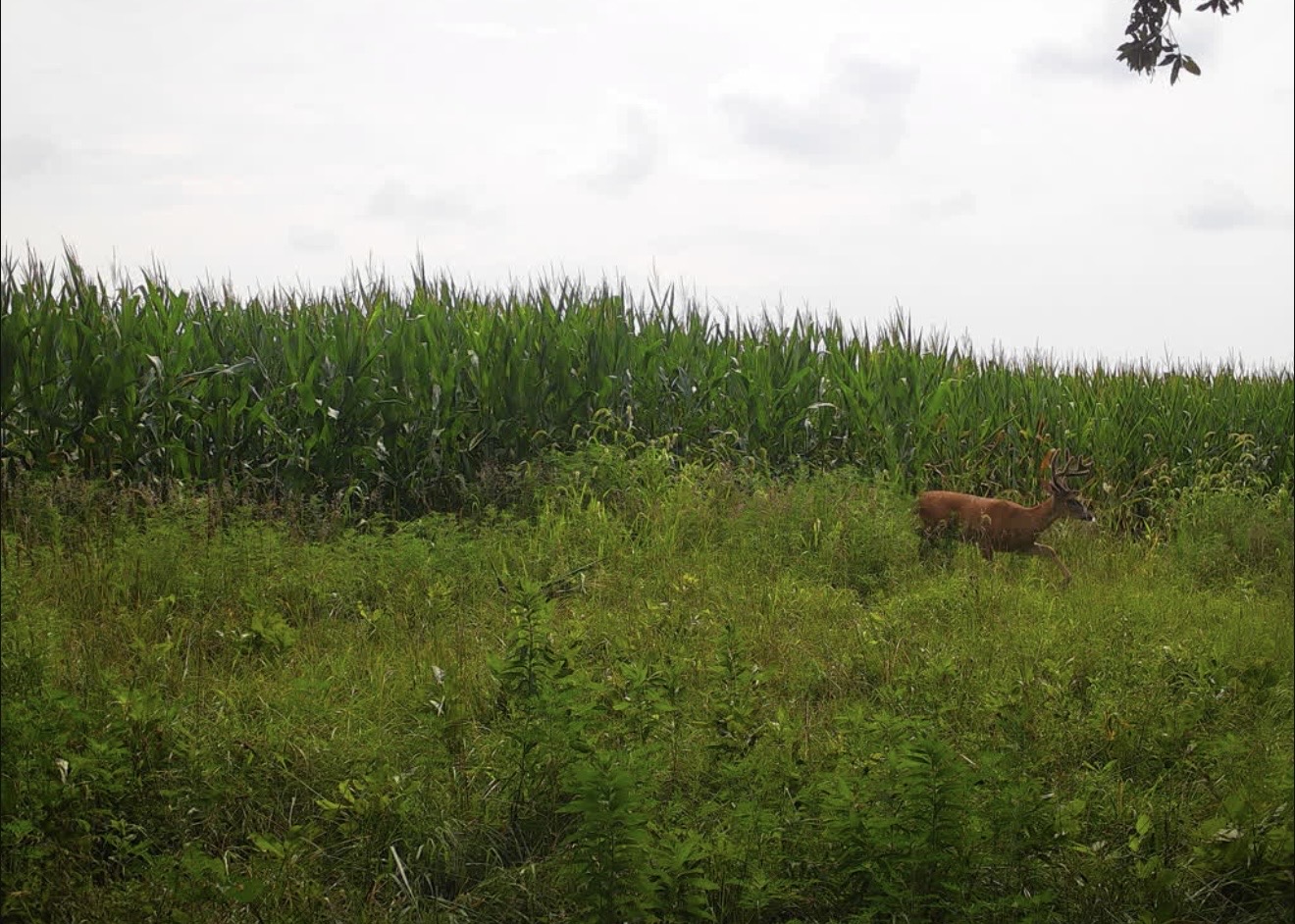 Whitetail buck standing in the grass at the edge of a cornfield on an overcast morning