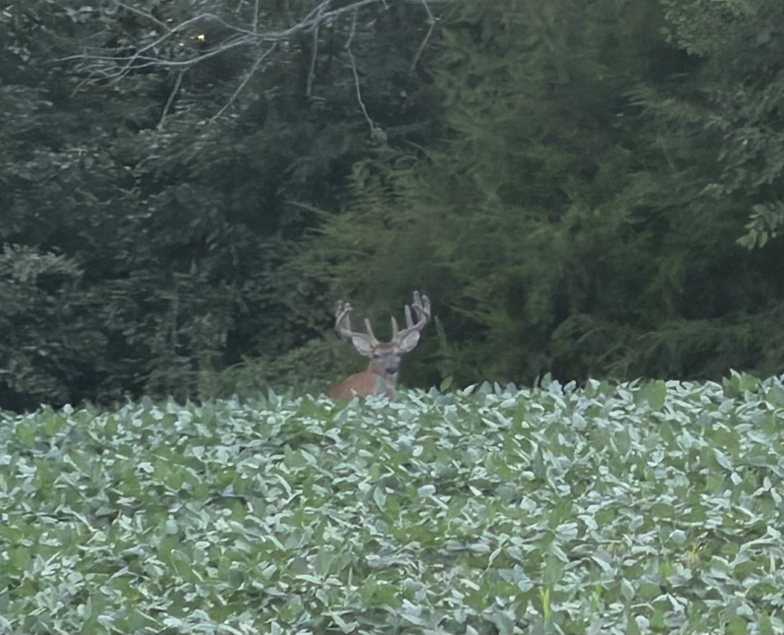Heavy velvet buck standing in a soybean field along the timber edge