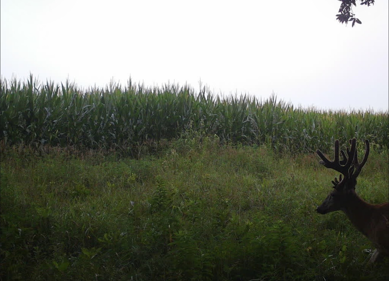 Velvet buck close to the camera at daybreak with a cornfield behind him