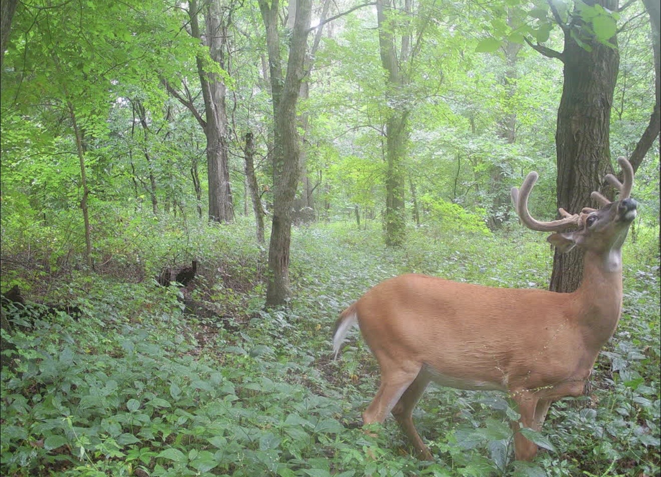 Velvet buck in green summer timber with a turkey in the background