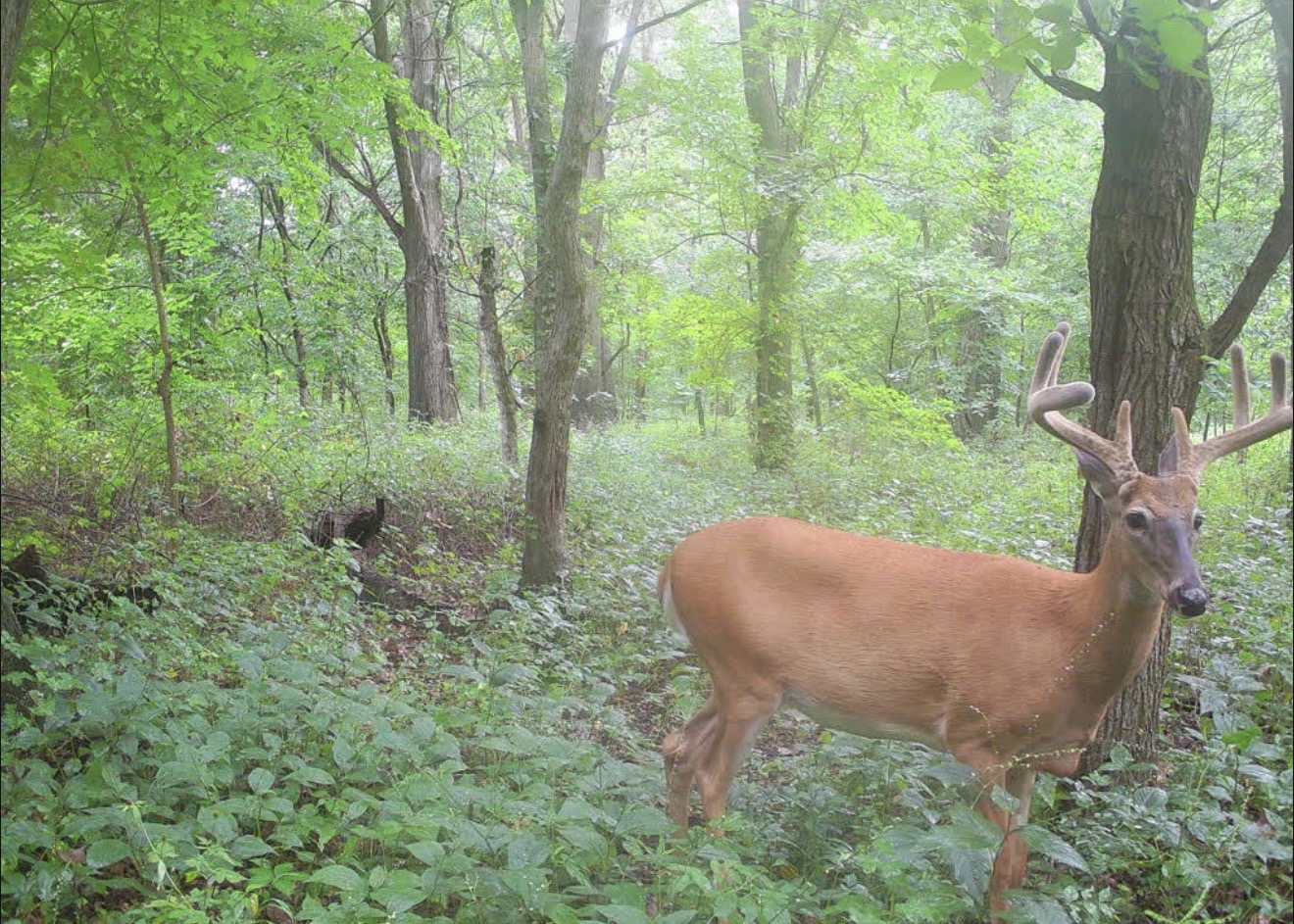 Velvet buck walking through green timber, turkey behind him