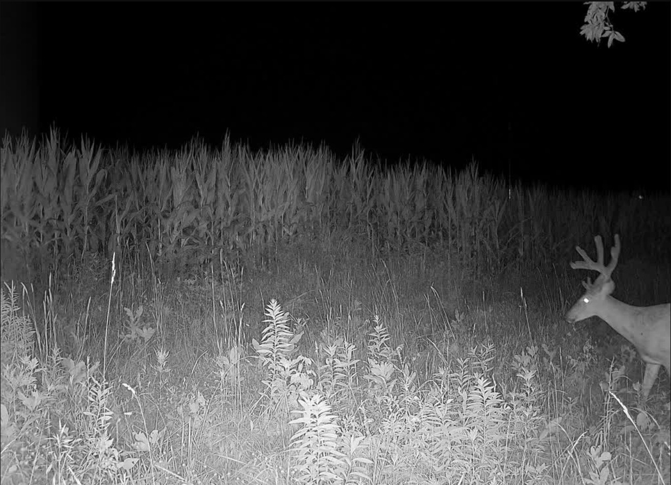 Velvet buck at night on the edge of standing corn