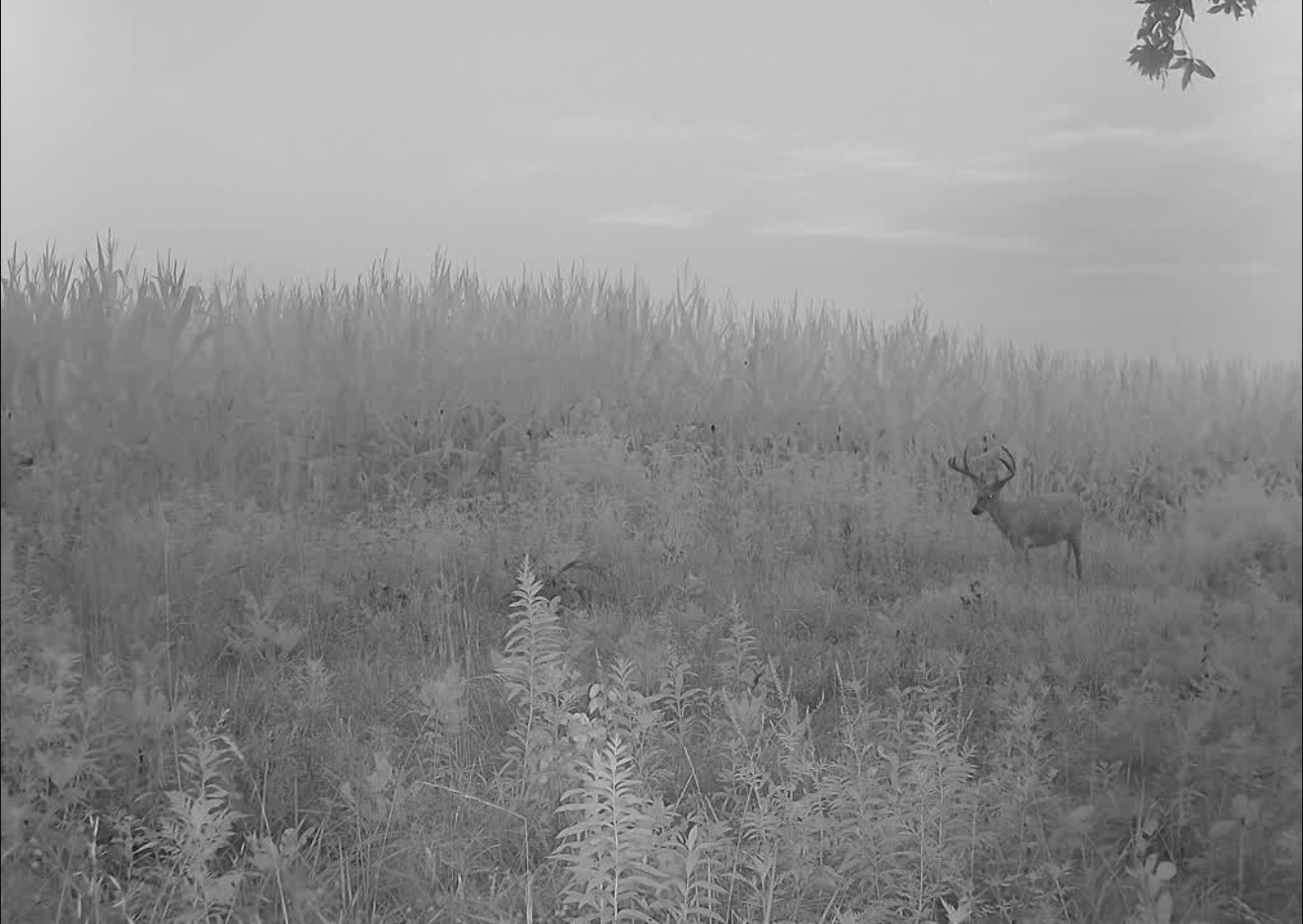 Whitetail buck in a weedy field on a foggy morning with corn behind him