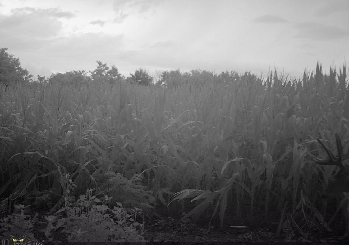 Standing corn and a weedy field edge on a foggy morning