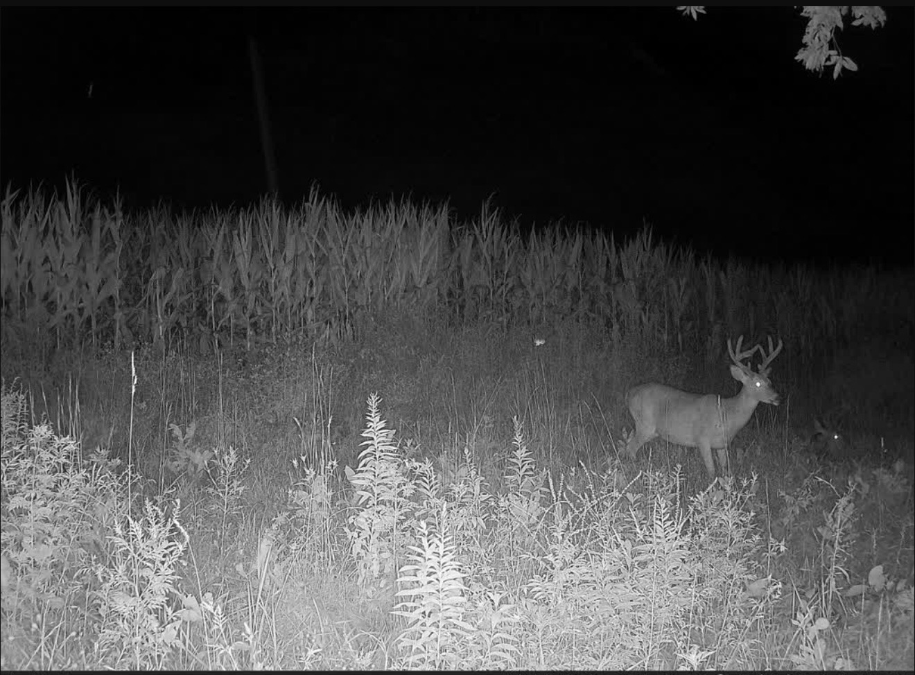Whitetail buck at night along the edge of a cornfield