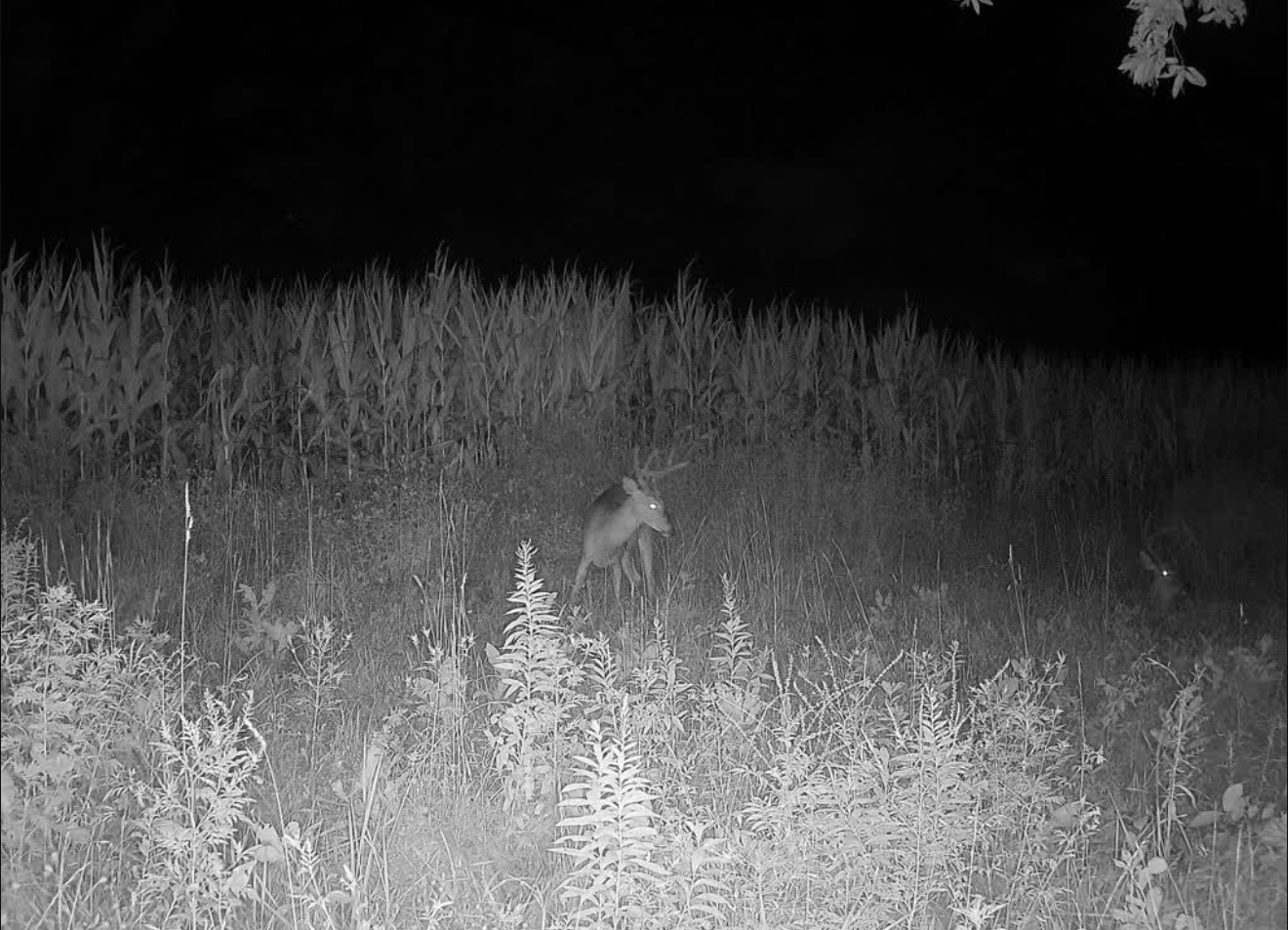 Whitetail deer half-hidden in the weeds at night along the corn edge