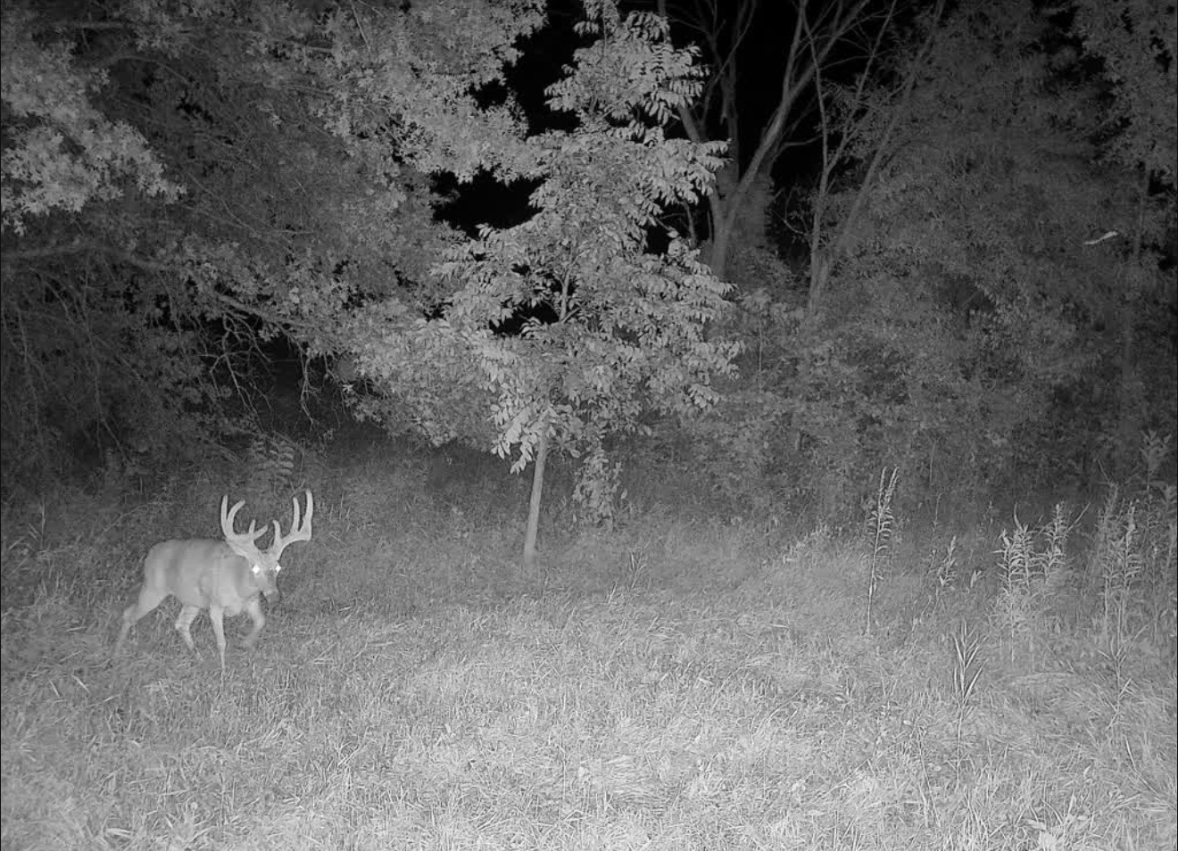 Whitetail buck walking a grassy opening at night at the timber edge