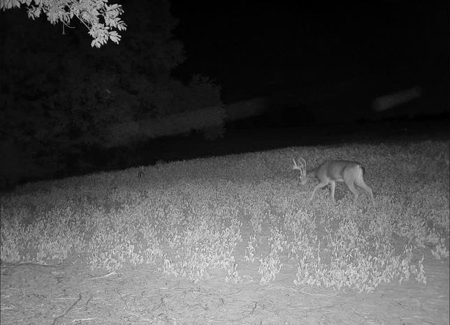 Whitetail buck walking through a soybean field at night