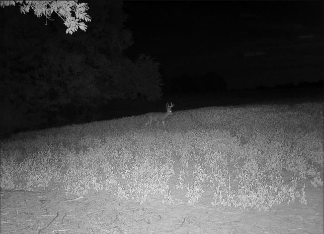 Whitetail buck standing in a soybean field at night