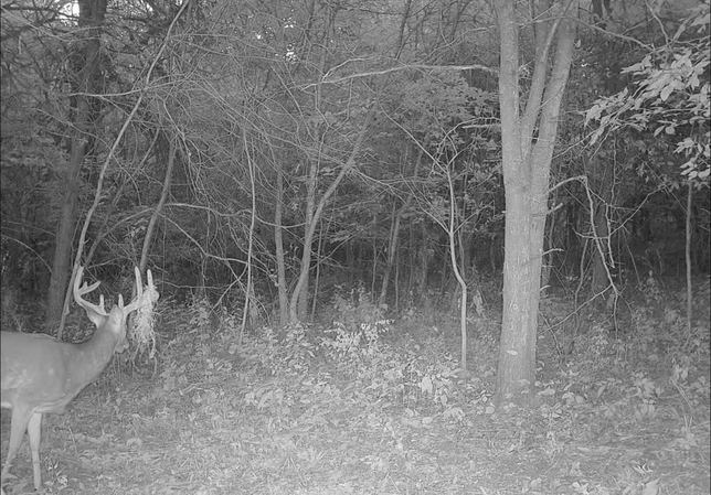 Whitetail buck with moss-draped antlers at the edge of the timber at night