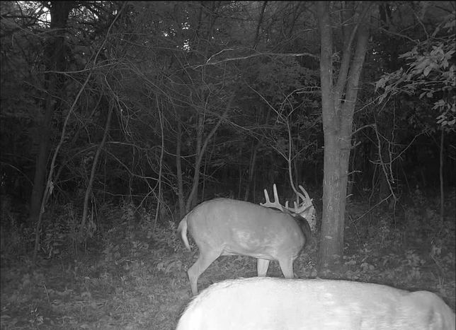 Whitetail buck rubbing its antlers on a tree at night