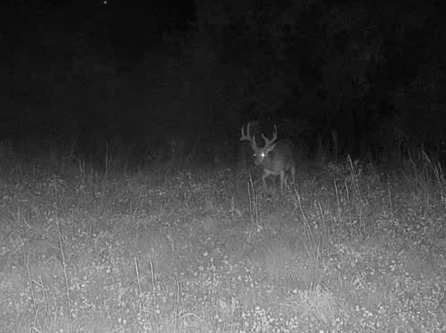 Whitetail buck standing in a grass field at night