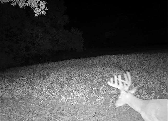 Close-up of a whitetail buck's tall rack at a field edge at night