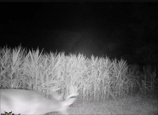 Whitetail buck close to the camera at a corn field edge at night