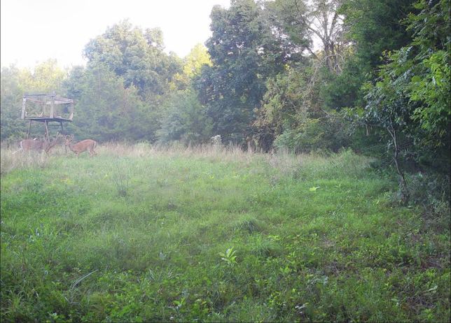Two whitetail bucks near a ladder stand in a foggy grass field at first light