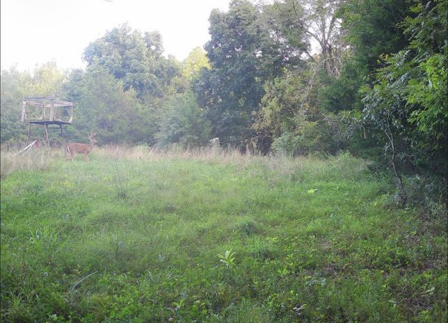 Whitetail buck near a ladder stand in a foggy grass field at first light