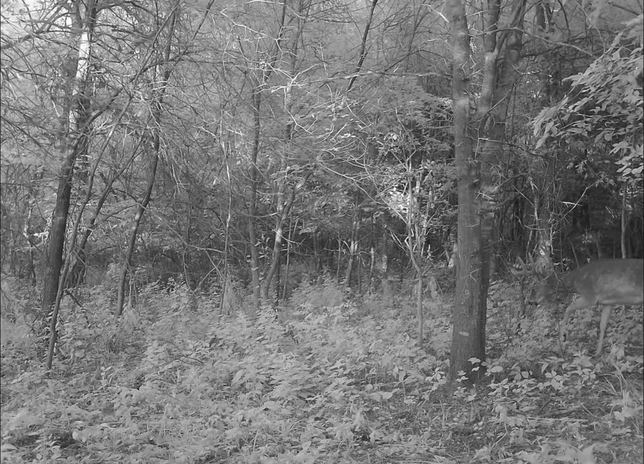Whitetail buck moving through dark timber at night