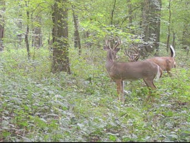 Two whitetail bucks walking together into the timber