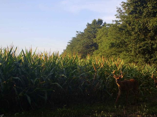 Two whitetail deer at the edge of a corn field in evening light
