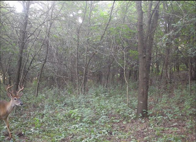 Whitetail buck at the edge of the timber in daylight
