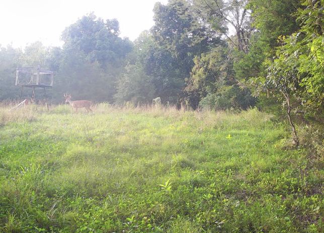 Whitetail buck near a ladder stand in a foggy grass field at first light