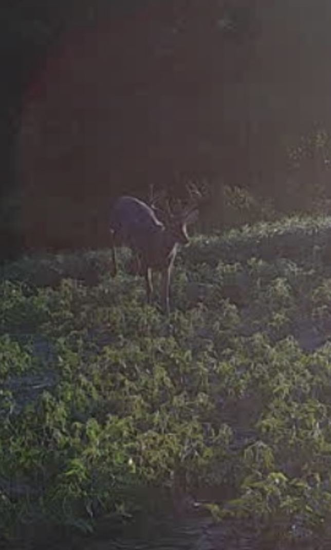 Whitetail buck standing in a soybean field at night
