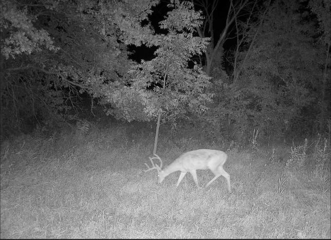 Whitetail buck grazing at night on a Hidden Creek trail camera