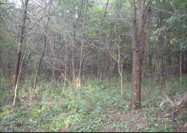 Whitetail buck stepping into frame at the edge of the timber