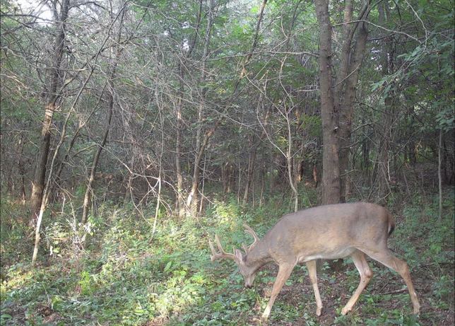 Whitetail buck grazing along a wooded trail in daylight